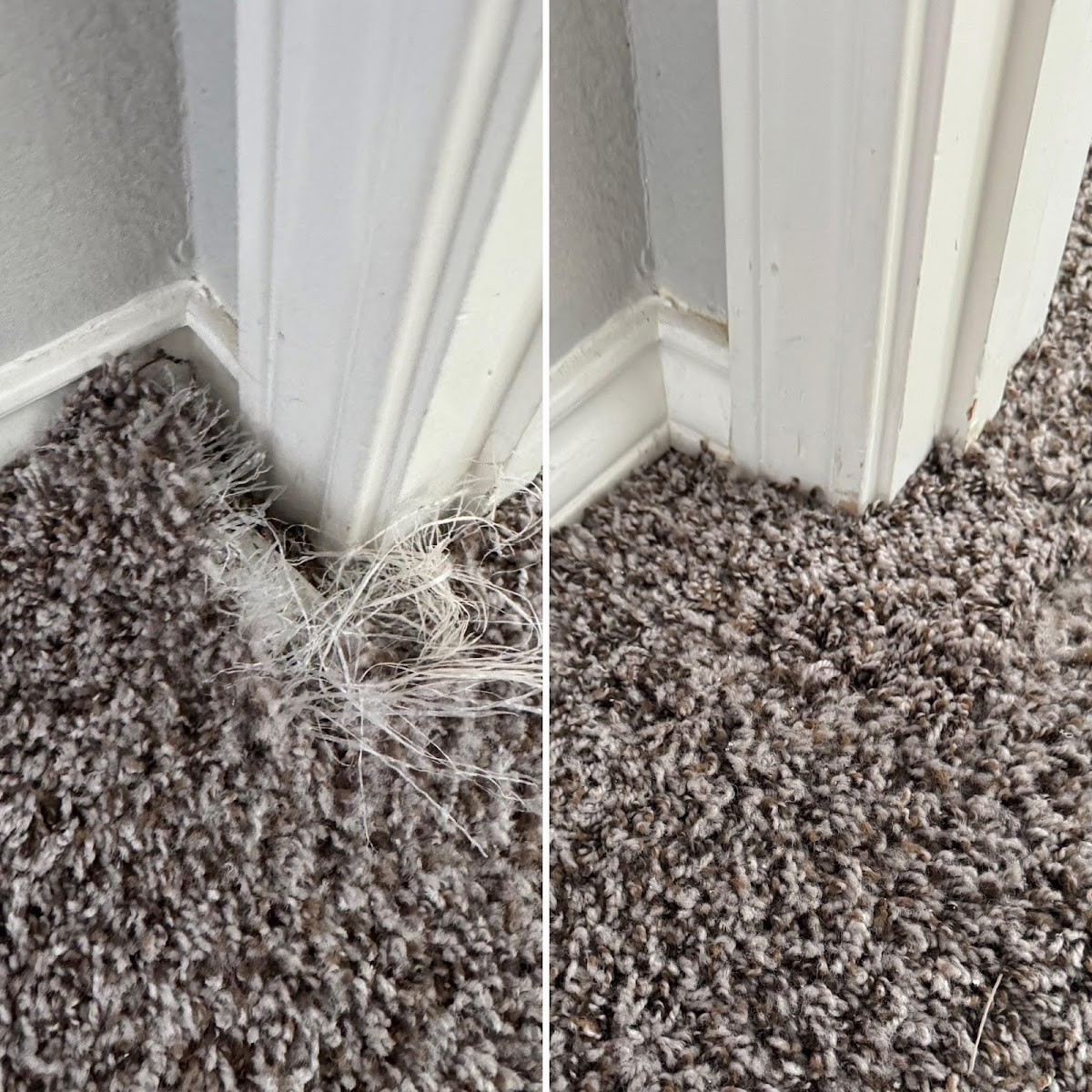 Before and after carpet stain removal by Elite Steam & Restoration
